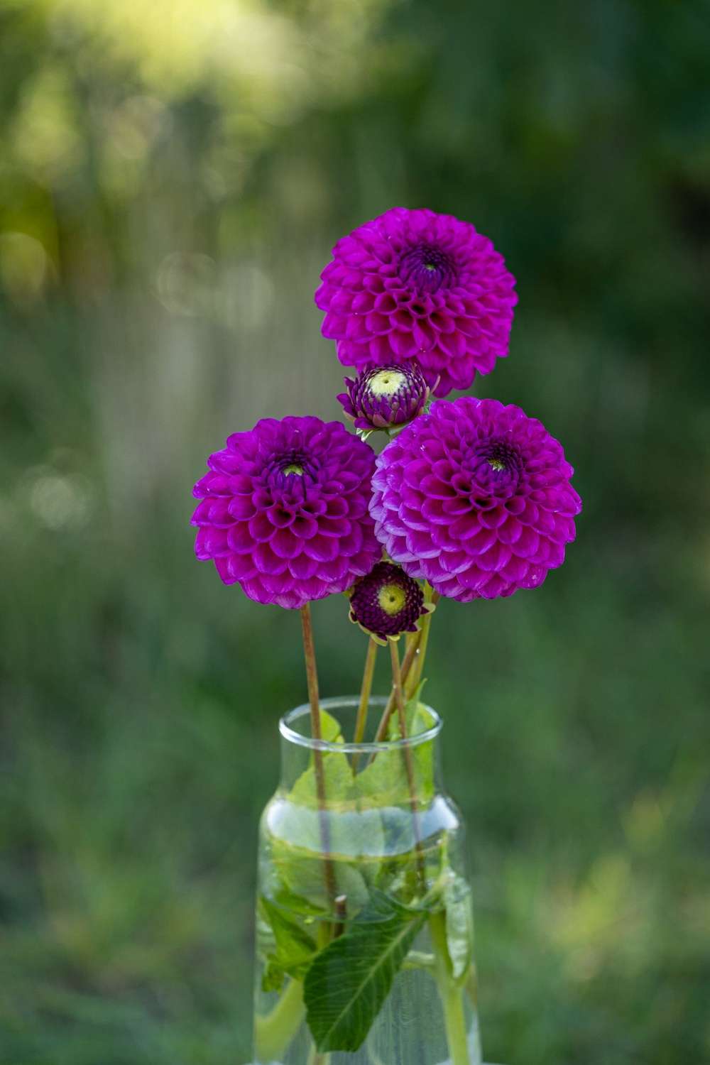 Dahlia 'Cryfield Harmony'